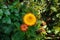 Helichrysum bracteatum aka the golden everlasting or strawflower.