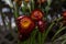 Helichrysum bracteatum-Fresh cut flowers