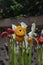 Helichrysum bracteatum-Fresh cut flowers