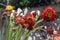 Helichrysum bracteatum-Fresh cut flowers