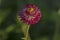 Helichrysum bracteatum or straw flower blooming in garden