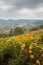 Helichrysum, Everlasting flower field