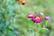 Helichrysum flower blur with green background