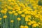 Helichrysum flowers and bee on green nature blurred background. Yellow flowers for herbalism. Medicinal herb