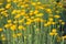 Helichrysum flowers on green nature blurred background. Yellow flowers for herbalism cultivation in meadow. Medicinal herb