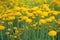 Helichrysum flowers on green nature blurred background. Yellow flowers for herbalism in meadow in Europe. Medicinal herb