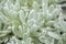 Helichrysum gossypinum, cotton wool everlasting