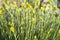 Helichrysum italicum (Helichrysum angustifolium)