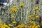 Helichrysum italicum yellow flowers in bloom with buds, bunch of flowering plant branches