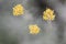 Helichrysum liquirizia