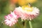 Helichrysum Paper daisy Strawflower Flower