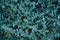 Helichrysum petiolare licorice plant small leaf texture