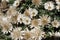 Helichrysum retortoides, Everlasting