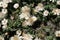 Helichrysum retortoides, Everlasting