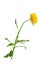 helichrysum - sand immortelle, decorative dried flower for decoration and decoration of premises, isolated