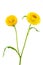 helichrysum - sand immortelle, decorative dried flower for decoration and decoration of premises, isolated