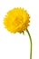 helichrysum - sand immortelle, decorative dried flower for decoration and decoration of premises, isolated