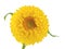 helichrysum - sand immortelle, decorative dried flower for decoration and decoration of premises, isolated