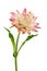 helichrysum - sand immortelle, decorative dried flower for decoration and decoration of premises, isolated