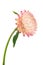 helichrysum - sand immortelle, decorative dried flower for decoration and decoration of premises, isolated