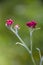 Helichrysum sanguineum - aka Red Everlasting flowers, Red cud-weed, blooms at late spring in Israel