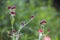 Helichrysum sanguineum - aka Red Everlasting flowers, Red cud-weed, blooms at late spring in Israel