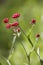 Helichrysum sanguineum - aka Red Everlasting flowers, Red cud-weed, blooms at late spring in Israel