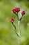 Helichrysum sanguineum - aka Red Everlasting flowers, Red cud-weed, blooms at late spring in Israel