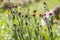 Helichrysum sanguineum - aka Red Everlasting flowers, Red cud-weed, blooms at late spring in Israel