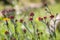 Helichrysum sanguineum - aka Red Everlasting flowers, Red cud-weed, blooms at late spring in Israel