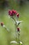 Helichrysum sanguineum - aka Red Everlasting flowers, Red cud-weed, blooms at late spring in Israel