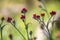 Helichrysum sanguineum - aka Red Everlasting flowers, Red cud-weed, blooms at late spring in Israel