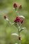 Helichrysum sanguineum - aka Red Everlasting flowers, Red cud-weed, blooms at late spring in Israel