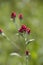 Helichrysum sanguineum - aka Red Everlasting flowers, Red cud-weed, blooms at late spring in Israel