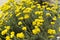 Helichrysum stoechas blooming in a field springtime