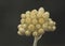 Helichrysum stoechas Common shrubby everlasting aromatic plant with sprigs of yellow flowers with the cerulean-looking calyx on