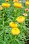 Helichrysum or Strawflower in outdoor garden