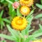 Helichrysum or Strawflower in outdoor garden