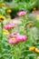 Helichrysum or Strawflower in outdoor garden