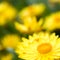 Helichrysum \'Sunshine\' flowers