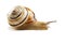 Helicid Snail