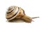 Helicid Snail