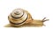 Helicid Snail