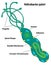 Helicobacter pylori  cell structures and anatomy