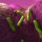 The helicobacter pyloris - close up