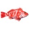 Helicolenus dactylopterus, Rockfish, Blackbelly rosefish or redfish isolated, watercolor illustration