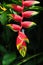 Heliconia