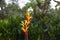 Heliconia aurantiaca - bright beautiful flower