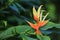 Heliconia aurantiaca flower