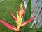 Heliconia In Beautiful Color, Jakarta, Indonesia - 2020